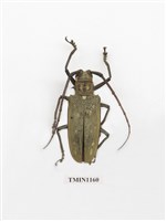 藏品(大衛大天牛)的圖片